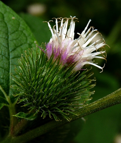 {Arctium minus}